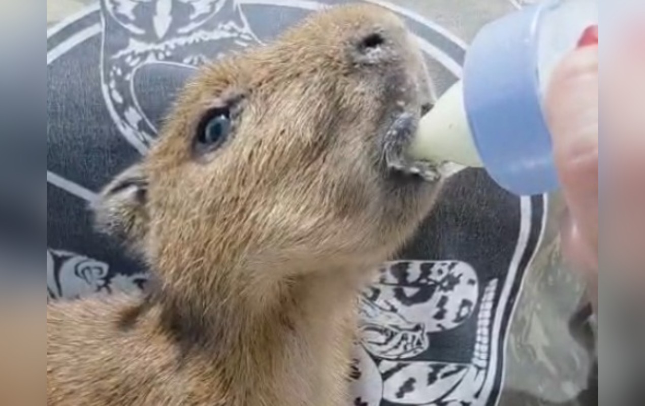 VÍDEO: filhotes de capivara são resgatados após se perderem da mãe em Votorantim 