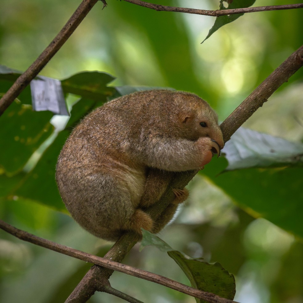 O nome do tamanduá-seda de Thomas (Cyclopes thomasi) foi dado em homenagem a Oldfield Thomas, naturalista britânico que contribuiu para o conhecimento sobre esse animal no passado — Foto: Projeto Rio Muru