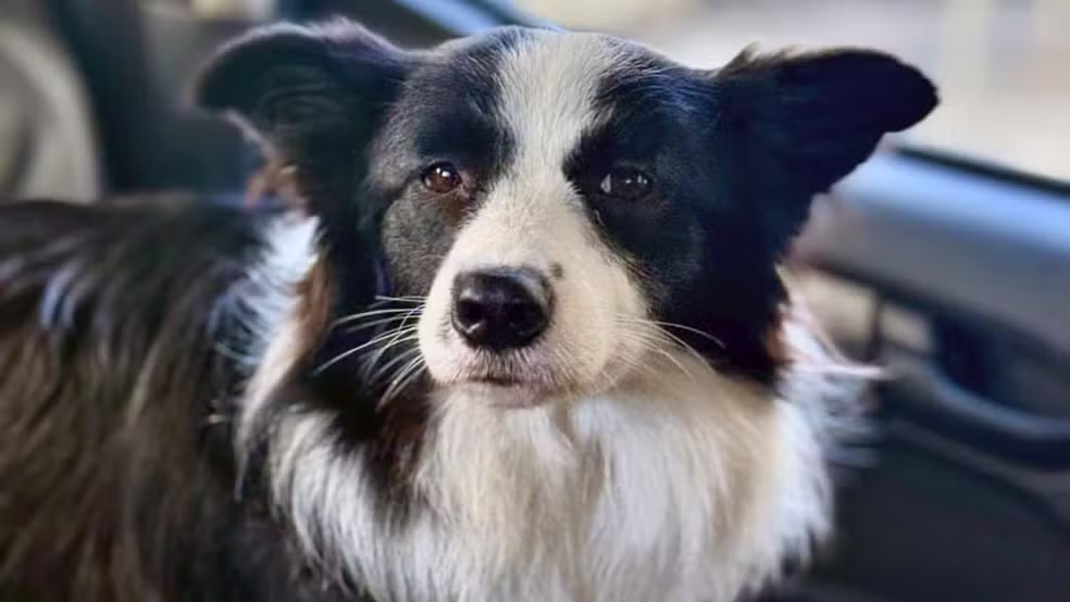 Cadela trancada em carro há três dias em Copacabana é resgatada