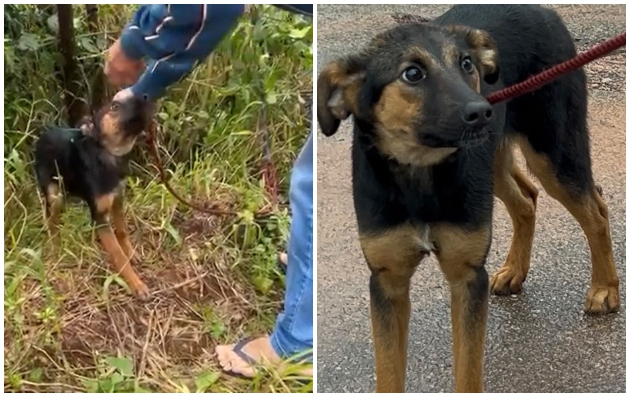 VÍDEO: cadela é resgatada por moradores após ser amarrada em árvore sob chuva no interior de SP