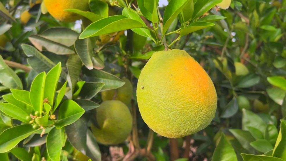 Safra de laranja cresce no interior de SP, mas queda no consumo de suco derruba preços — Foto: Reprodução / TV TEM