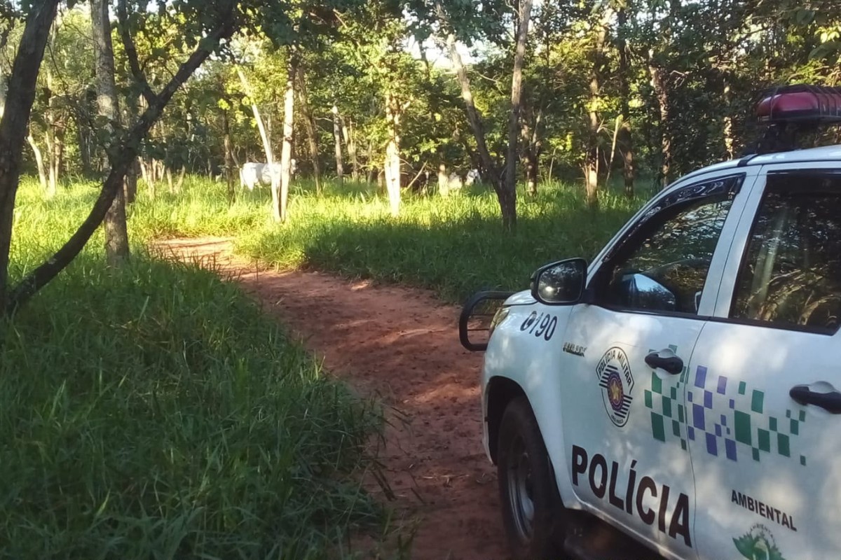 Proprietário é multado em R$ 13,6 mil por deixar gado em área de reserva ambiental no interior de SP