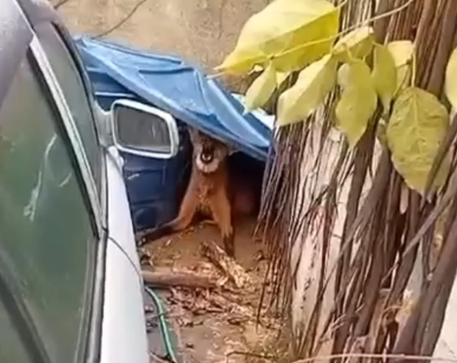 Lobo-guará é flagrado passeando pela rua e acaba no quintal de uma casa, em Petrópolis, no RJ
