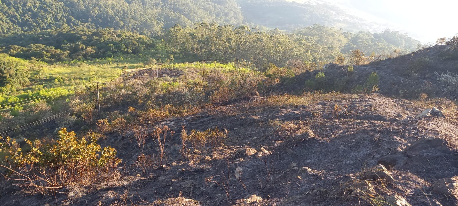 Incêndio atingiu três hectares do Parque Estadual do Jaraguá e foi criminoso, diz Secretaria