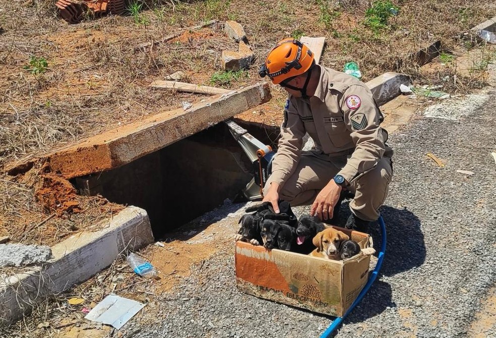 Filhotes de cachorro são resgatados após ficarem presos em bueiro em MT — Foto: Corpo de Bombeiros