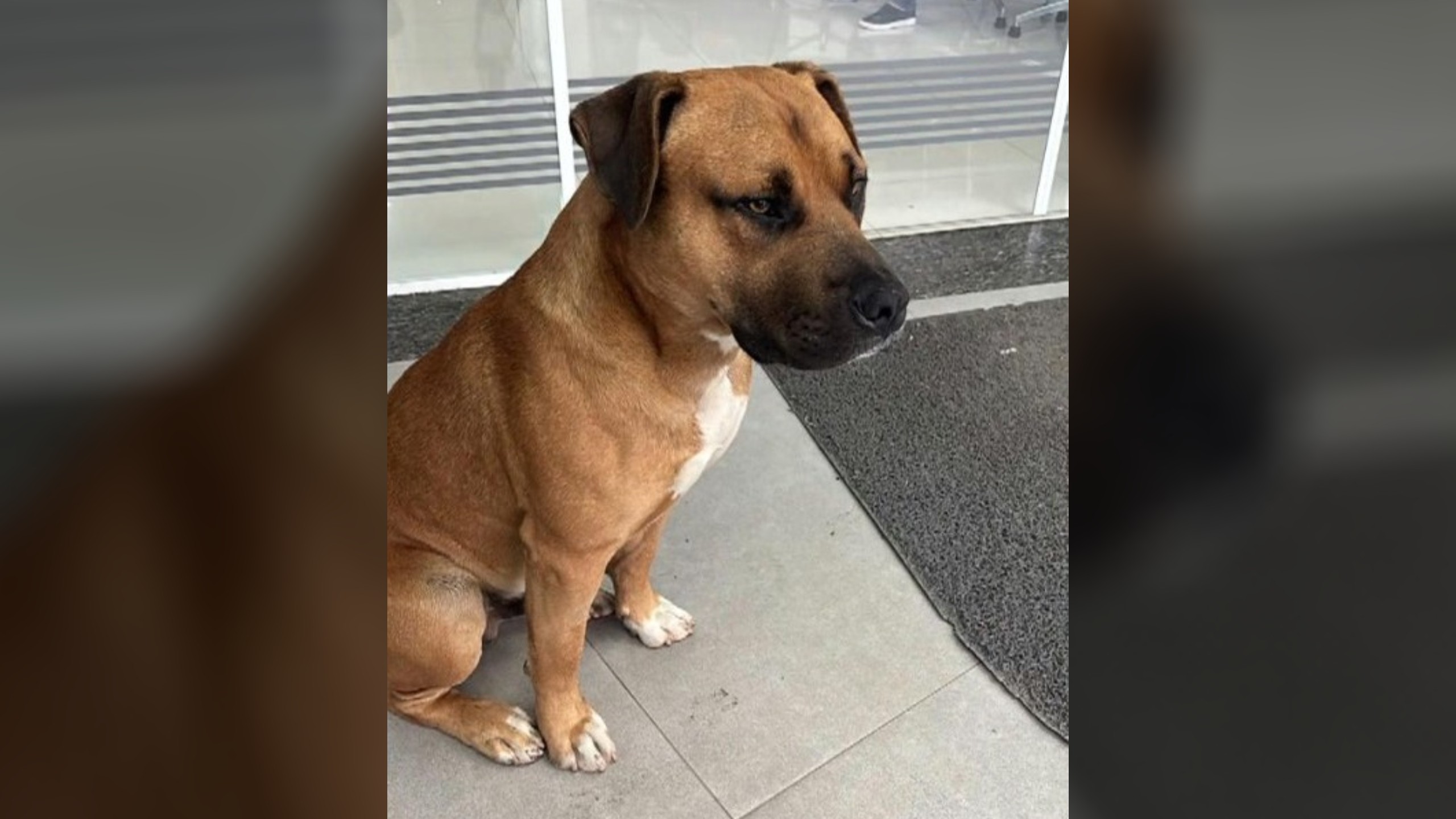 Cachorro Comunitário Morre Baleado por PM em Colombo
