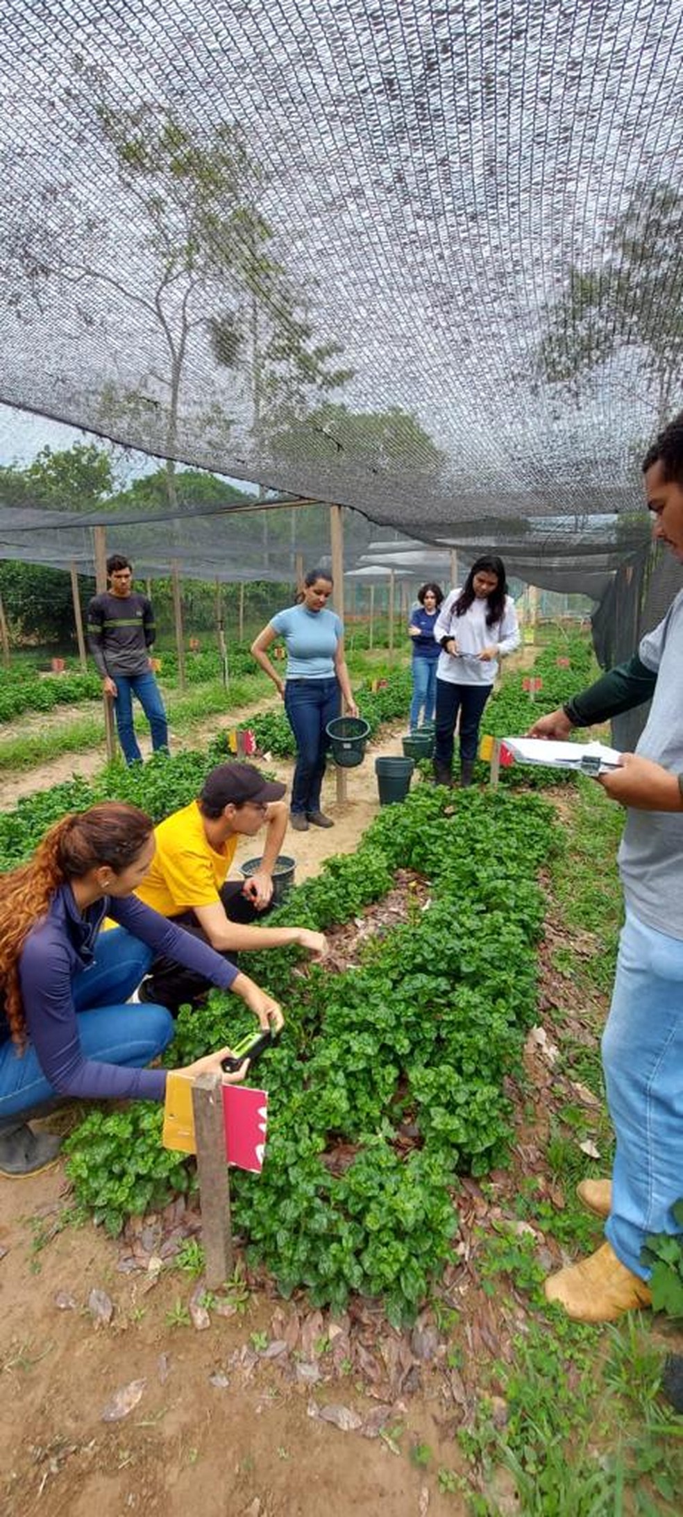 Ufac conta com horta que cultiva plantas alimentícias não convencionais; há pelo menos 40 espécies, dentre comestíveis e medicinais — Foto: Arquivo pessoal