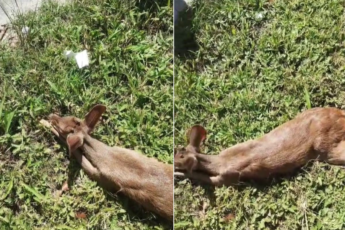 Veado morre após ser atropelado na Rodovia Rio-Santos, em Bertioga; VÍDEO