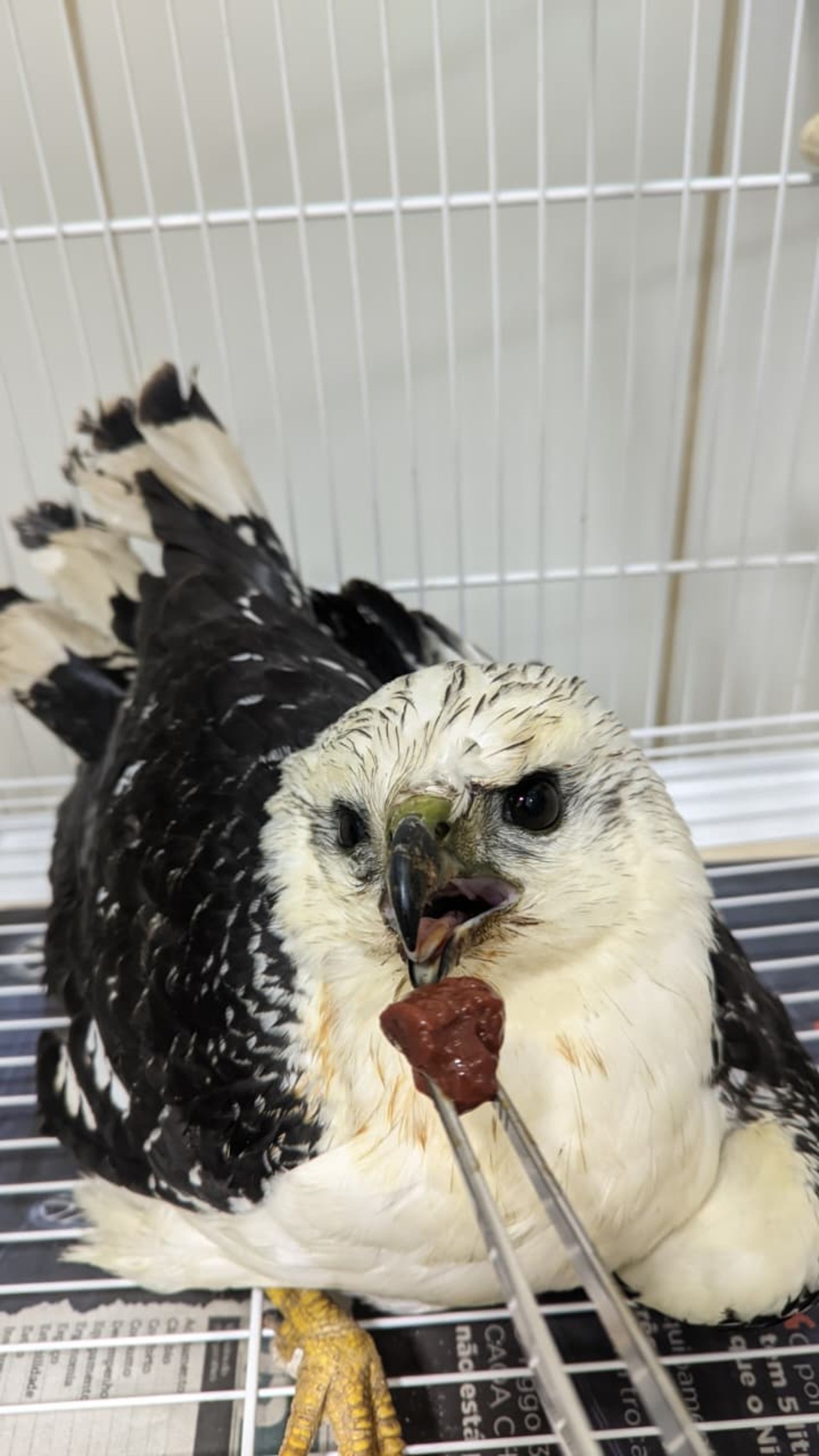 Gavião-pombo-pequeno é resgatado após acidente em Barra do Piraí
