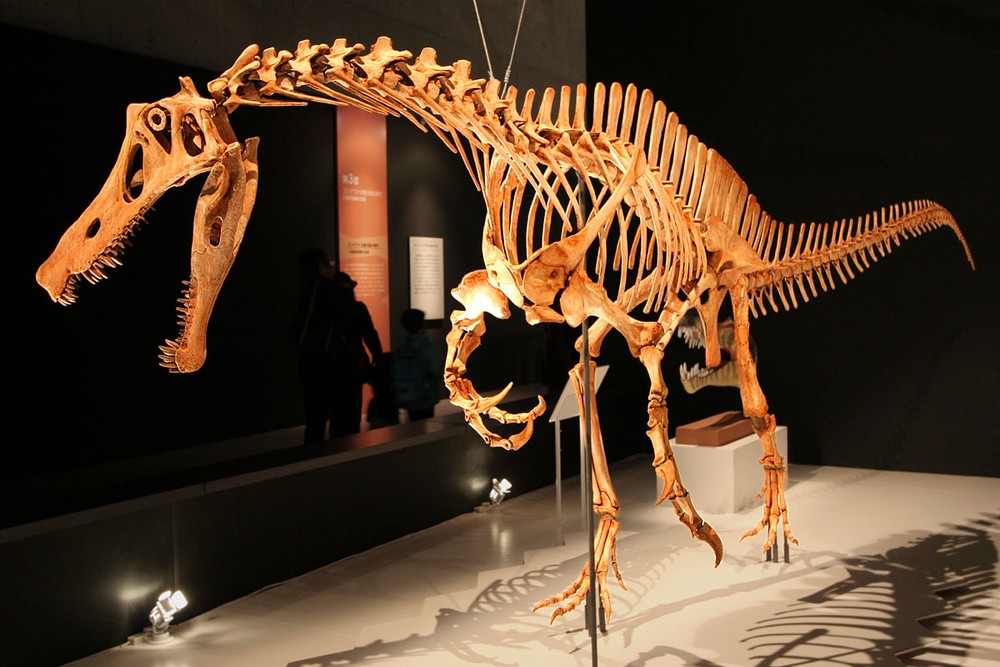 Alemanha manifesta disposição em devolver ao Brasil crânio de dinossauro extraído no Ceará