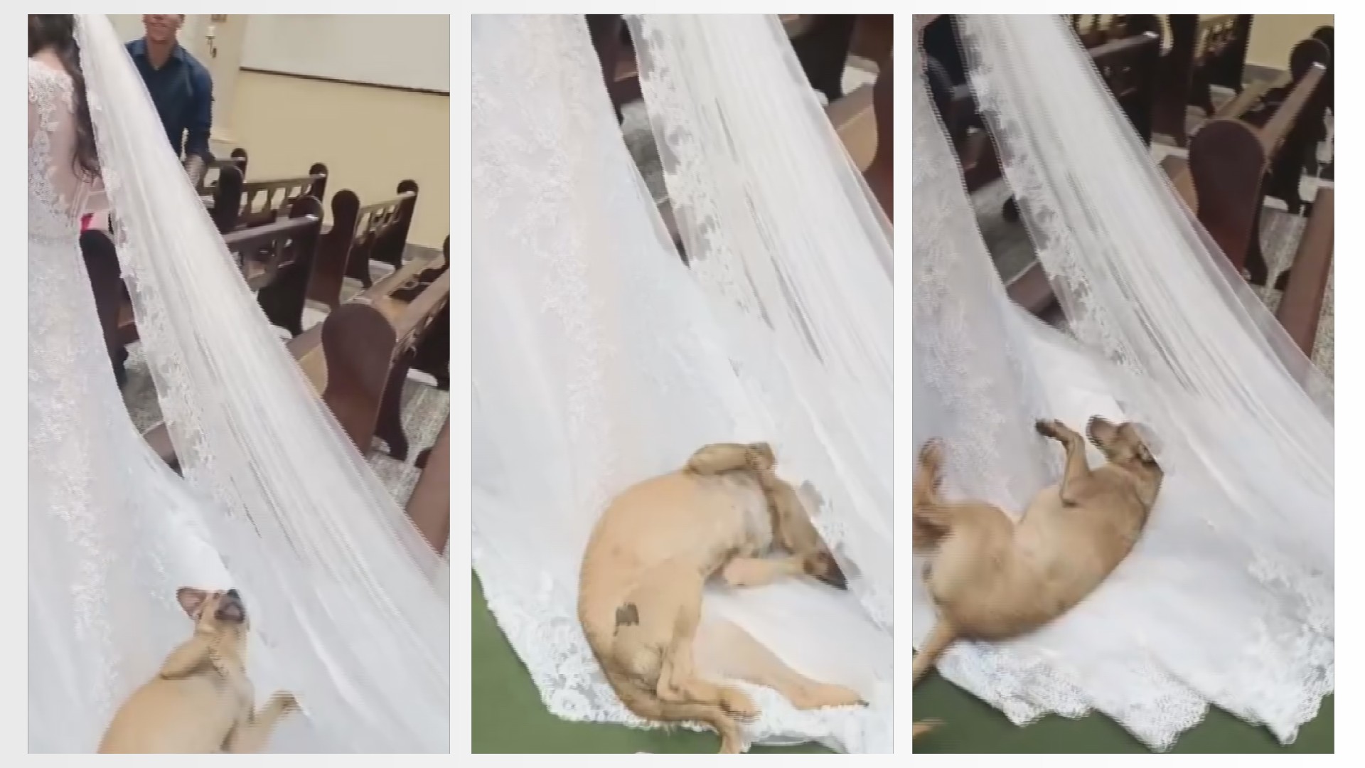 VÍDEO: Vira-lata caramelo invade igreja, deita e rola em vestido de noiva durante casamento em Ribeirão Claro