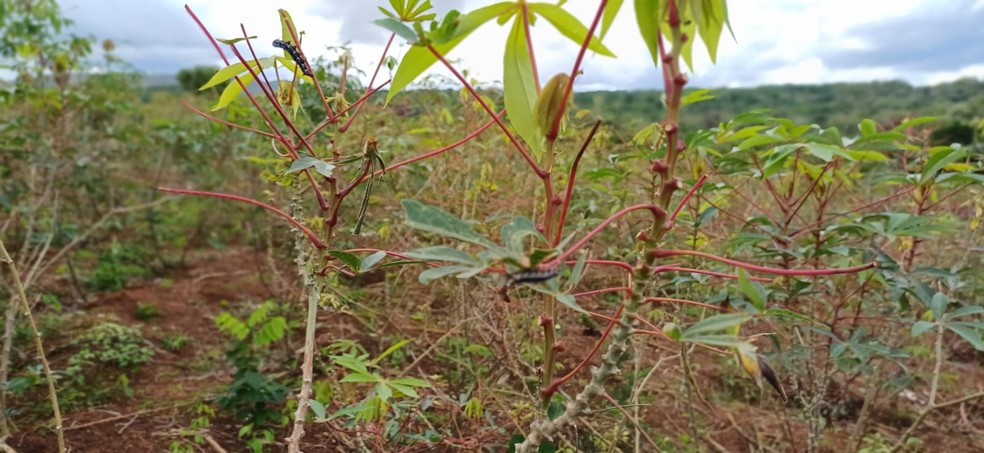 Lagartas destroem plantação de macaxeira na região das Serras, em Uiramutã — Foto: CIR/Divulgação