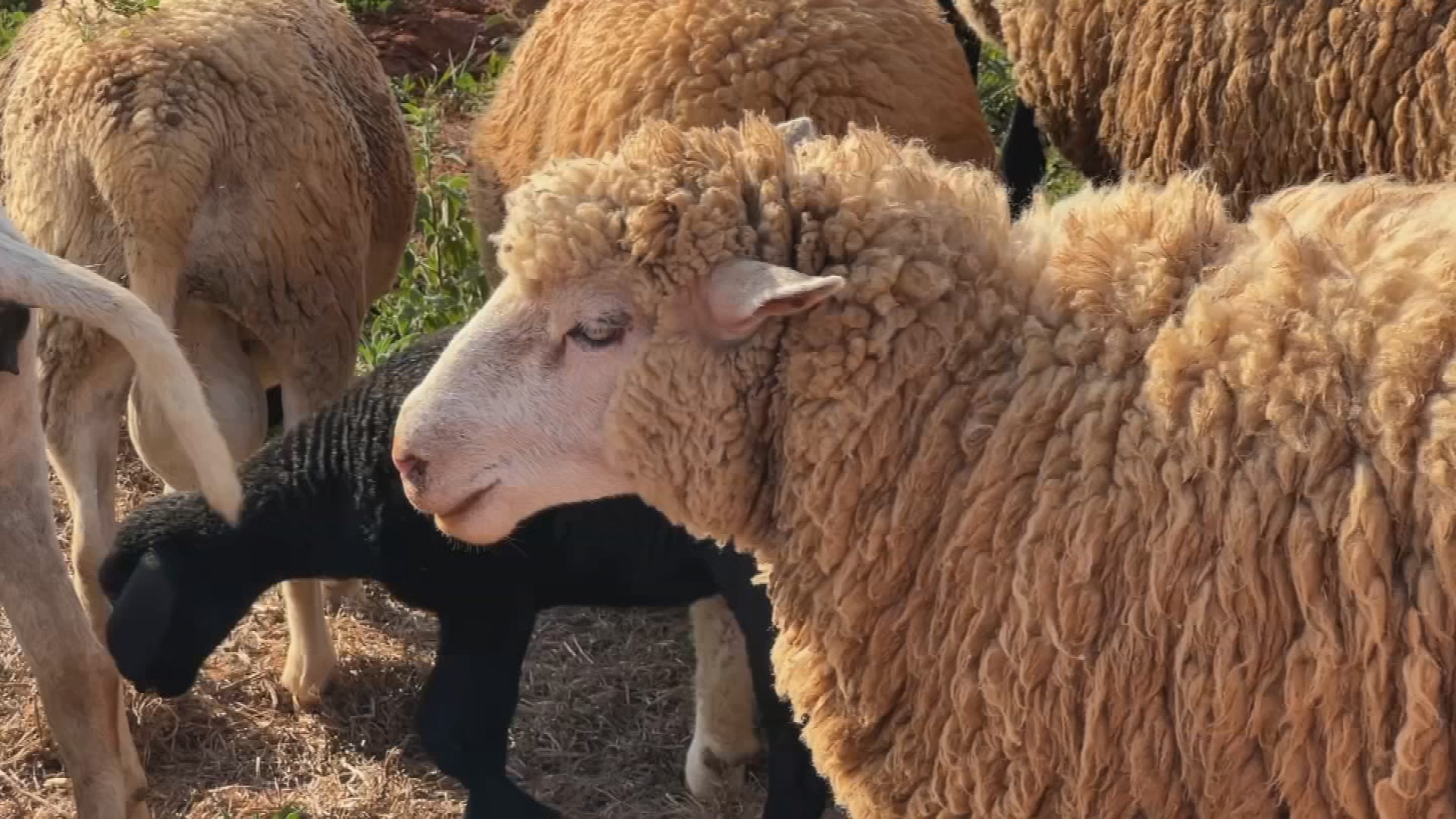 Como a criação de ovelhas garante economia para o produtor na entressafra do amendoim
