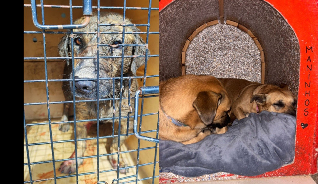 Cão comunitário Maninho morre em Balneário Camboriú após ser encontrado ferido; Polícia Civil investiga