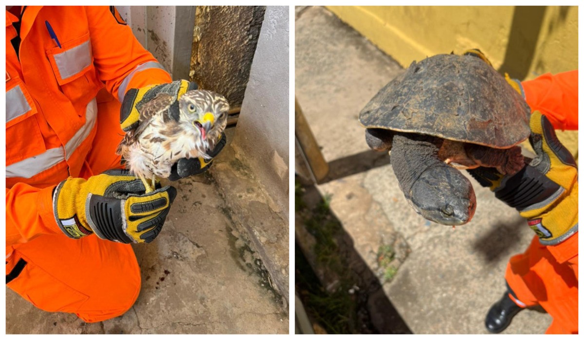 Gavião, cágado e duas cobras são resgatados pelos Bombeiros em Montes Claros