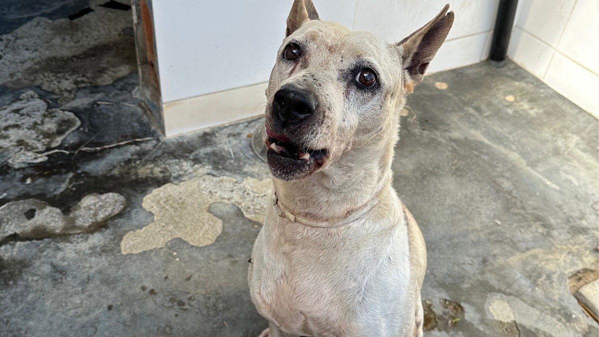 Adote um cão idoso: diretoria de bem-estar Animal de Floripa destaca a importância dessa ação