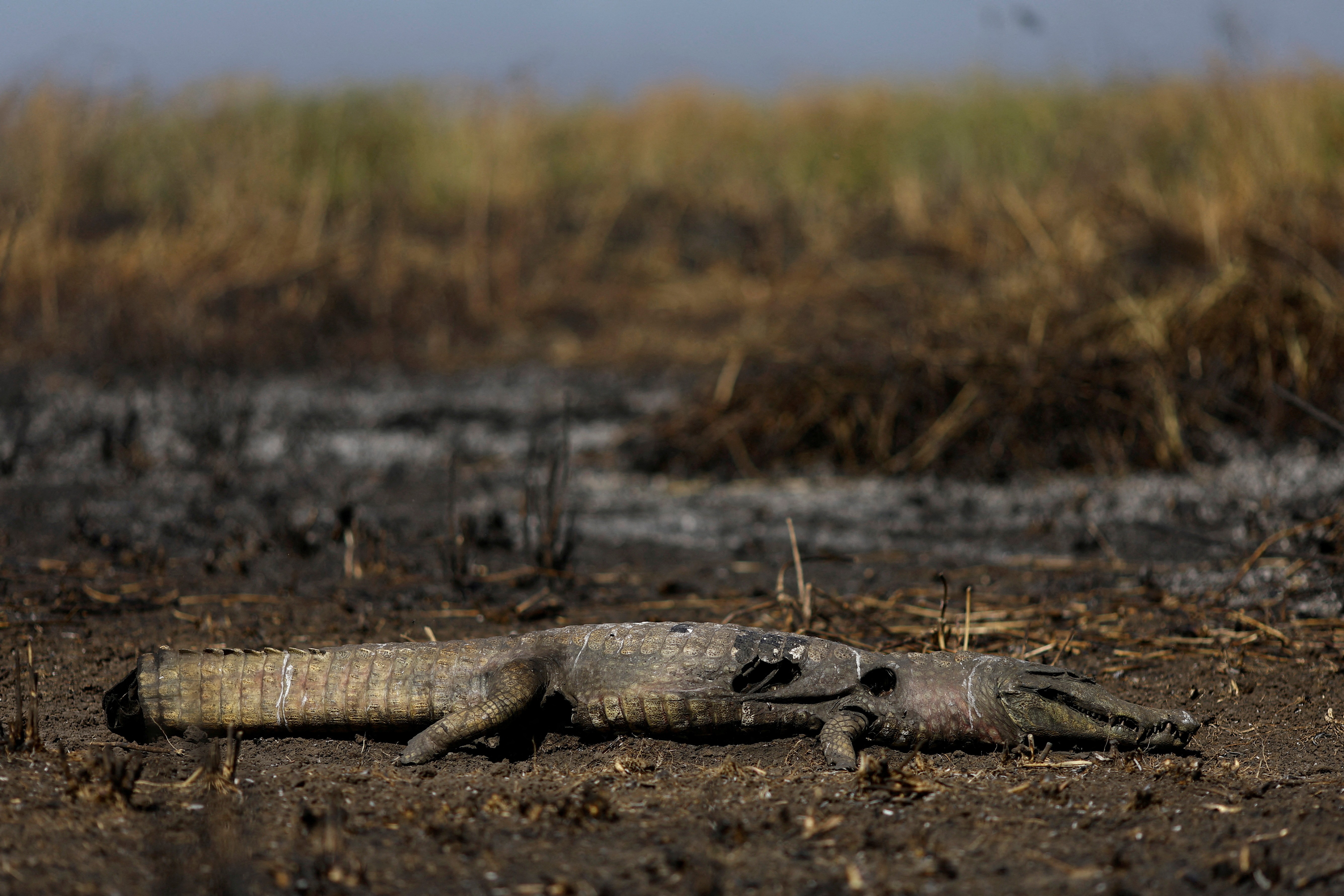 Pantanal, será que já o perdemos?