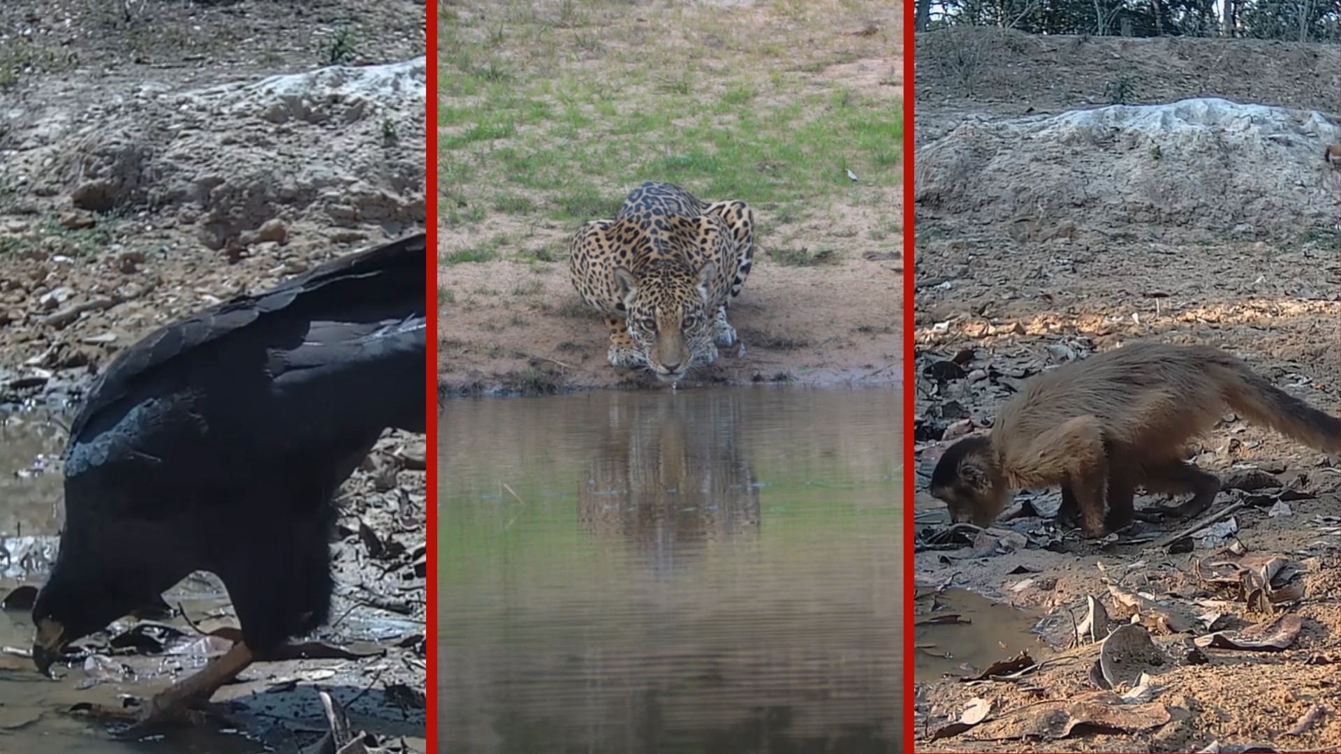 VÍDEO: animais são flagrados em pontos de água durante seca no Pantanal de MT