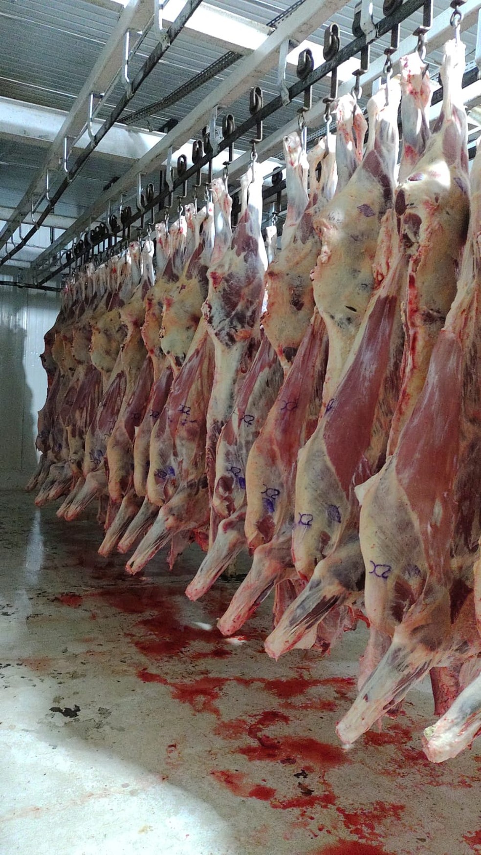 Gado era furtado para abate e venda clandestinos em cidades paulistas &mdash; Foto: Pol&iacute;cia Civil/Divulga&ccedil;&atilde;o