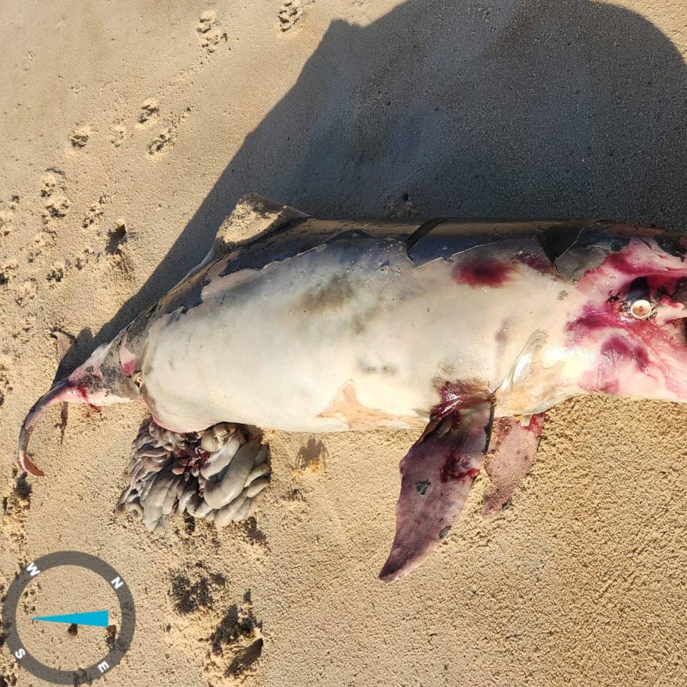 Golfinho encontrado morto no litoral Sul potiguar — Foto: Cedida