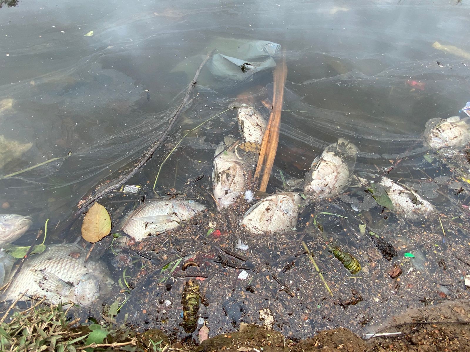 Peixes aparecem mortos no lago do Parque da Aclimação após tempestade em SP