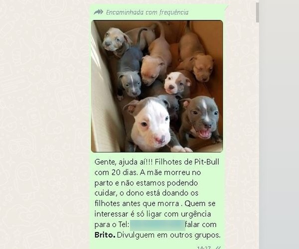 Telefone da sales pit bull