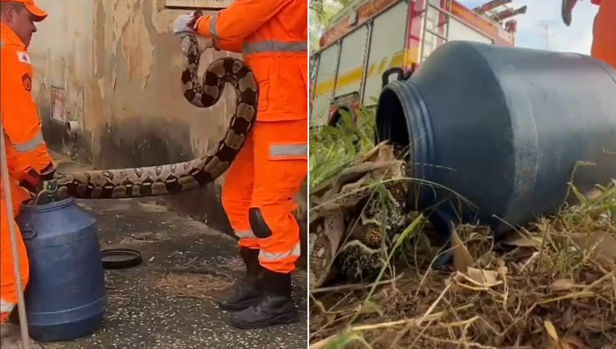 Três jiboias são capturadas em menos de 24 horas em Governador Valadares