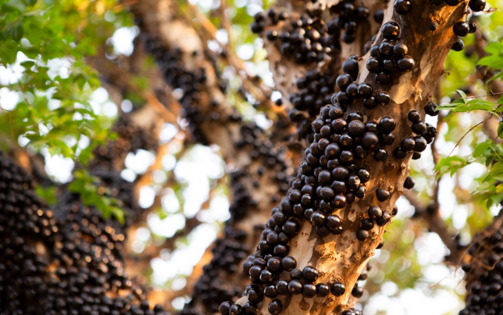 Vin�cola Jabuticabal, em Hidrol�ndia � Foto: Divulga��o/Vin�cola Jabuticabal