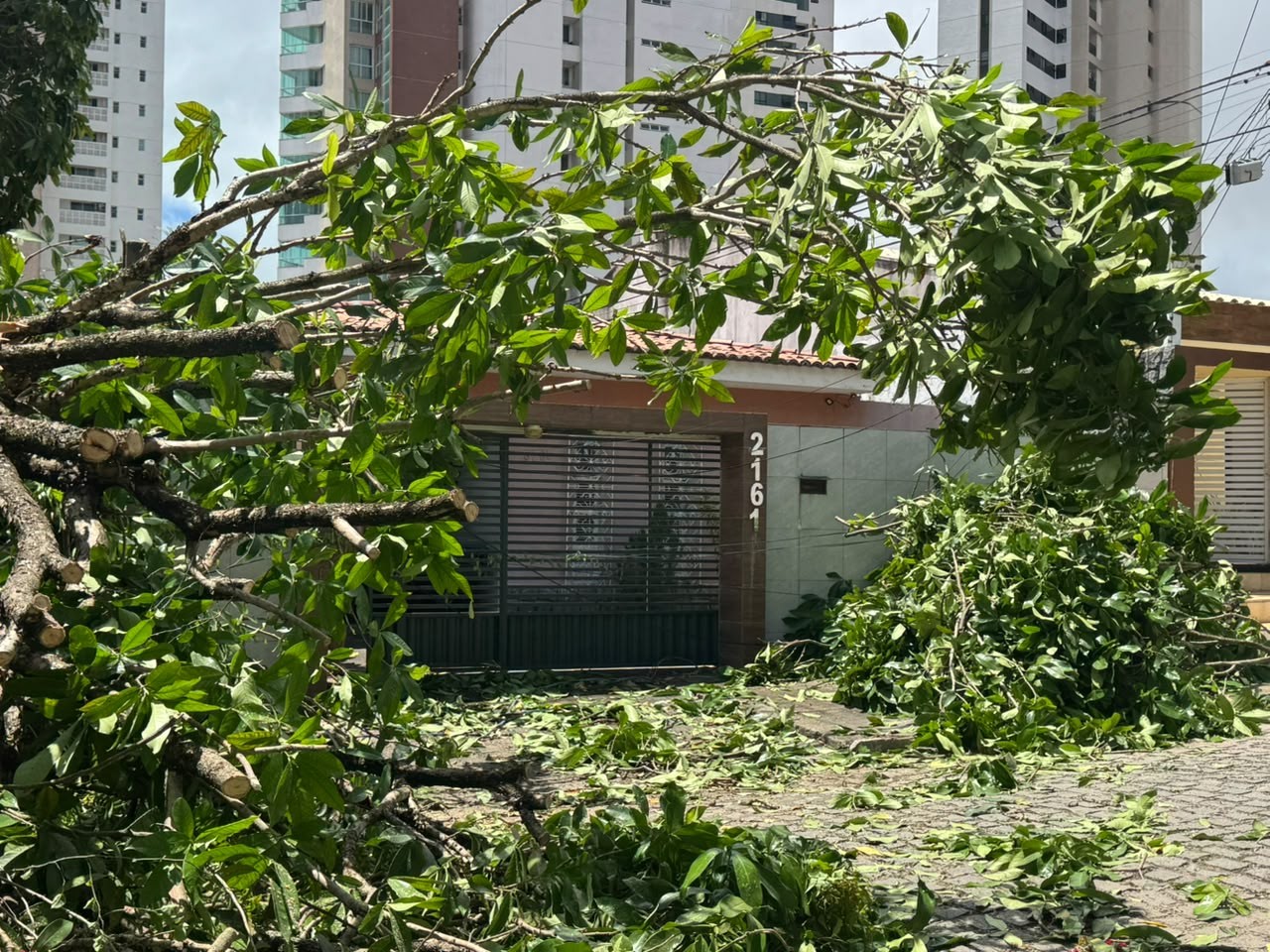 Árvore cai e atinge duas casas em Candelária, em Natal