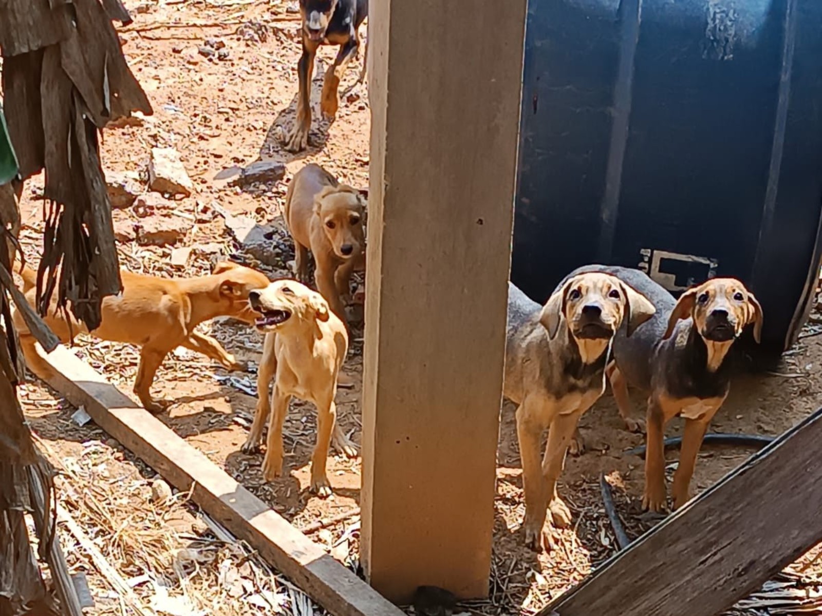 Polícia investiga denúncia de maus-tratos a 15 cães em Rio Branco; VÍDEO