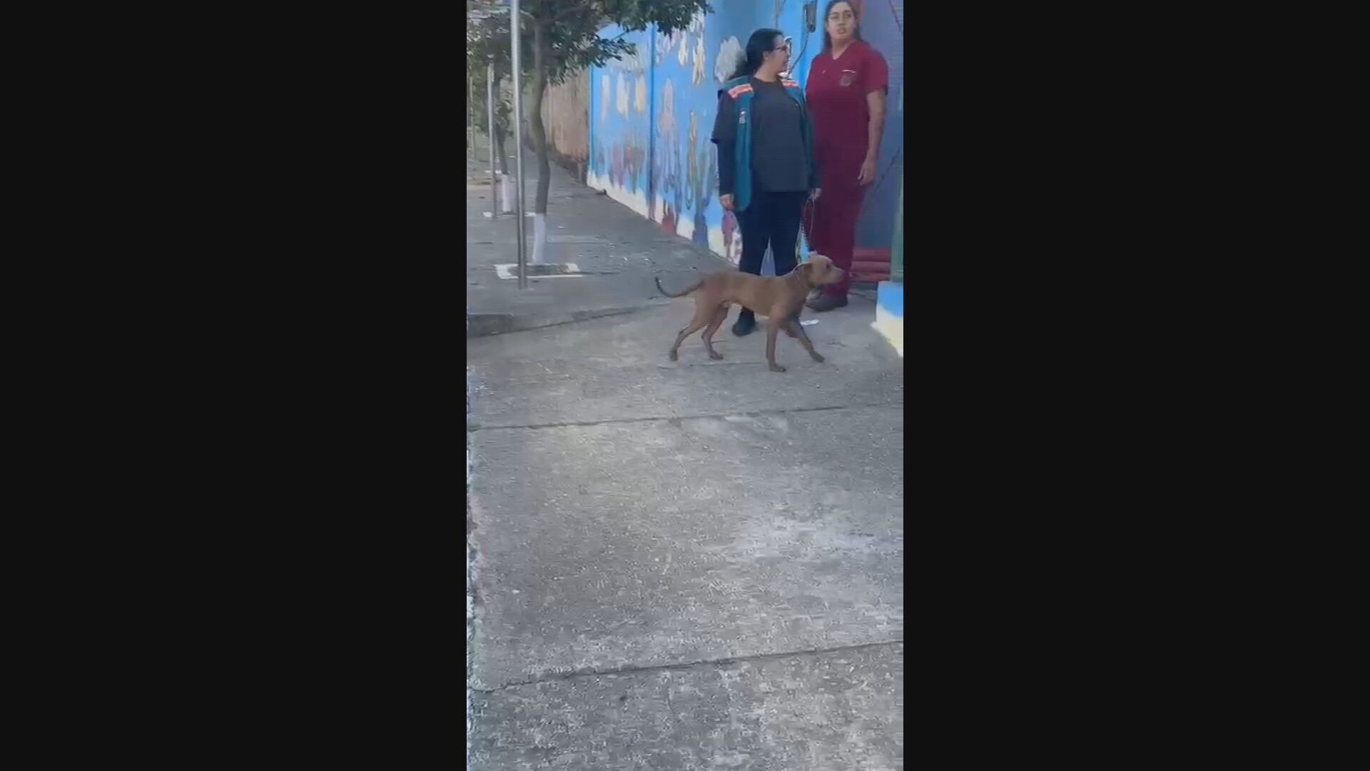 Ataque de pit bull em escola deixa cinco adolescentes feridos na Grande BH