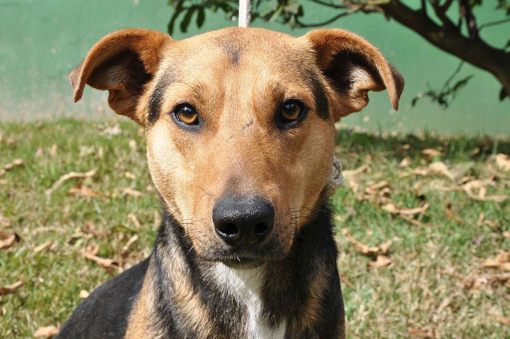 Autores de maus-tratos a animais serão obrigados a pagar custos veterinários em Juiz de Fora