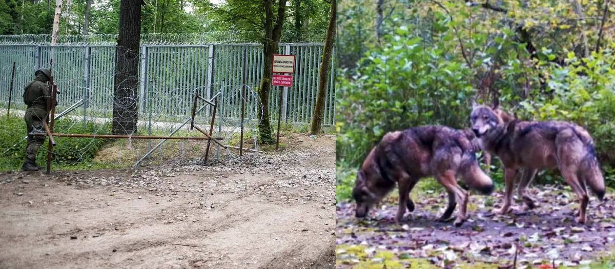 Cerca antimigração prejudica vida selvagem no leste europeu