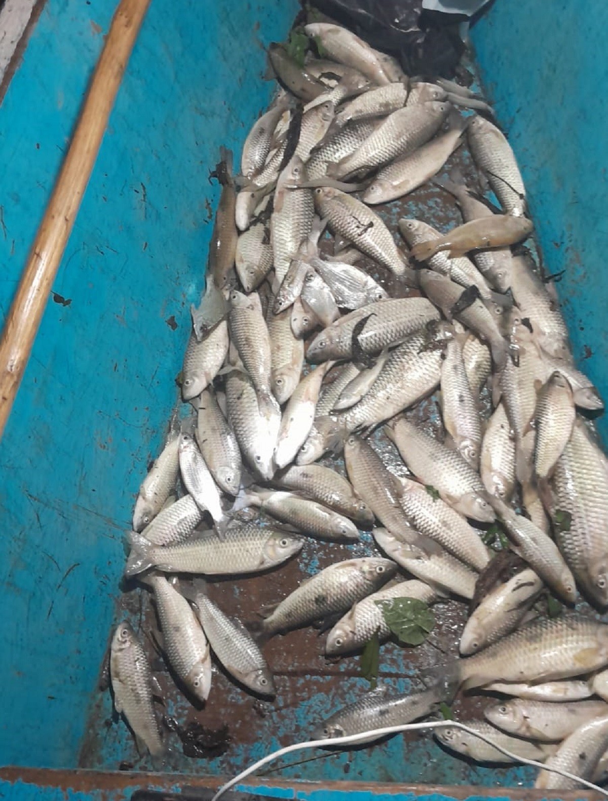 VÍDEO: centenas de peixes são encontrados mortos em lagoa de Jequiá da Praia, no Litoral Sul de AL