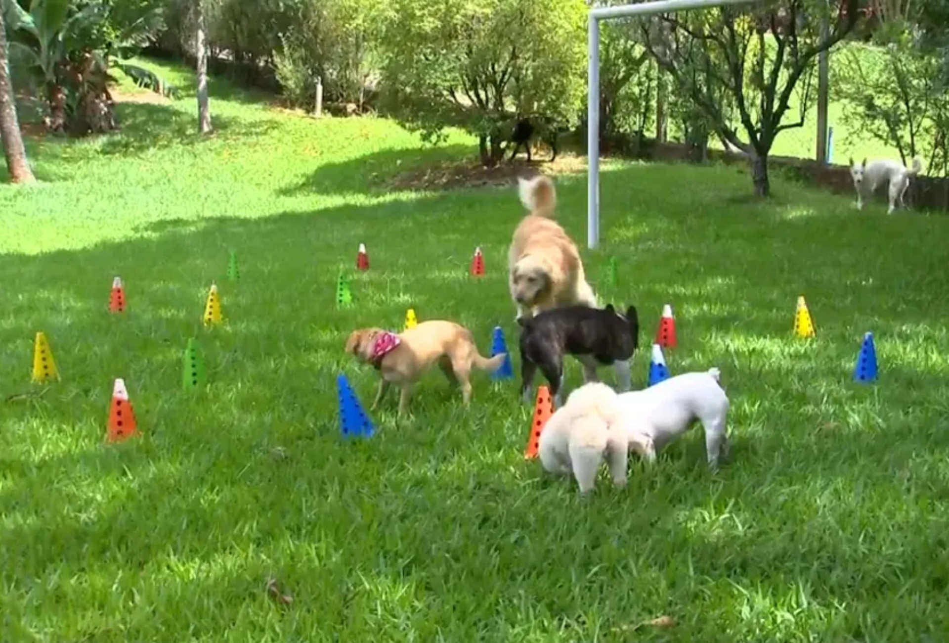 Justiça condena hotel para animais em Campo Grande após sumiço de cachorra hospedada