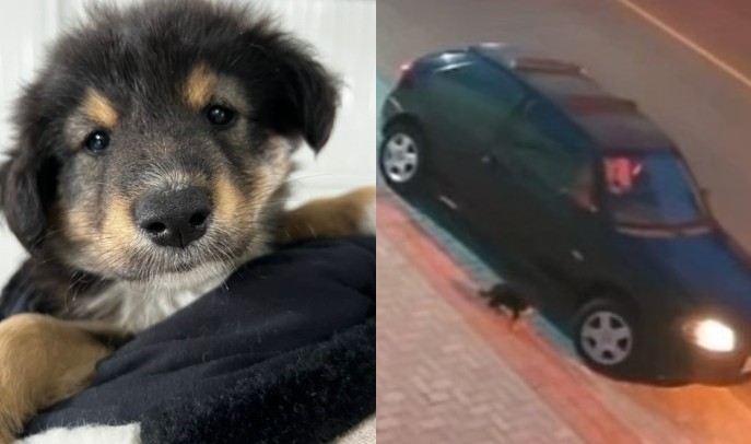 Vídeo flagra filhote de cachorro sendo abandonado e atropelado por motorista na calçada em SC