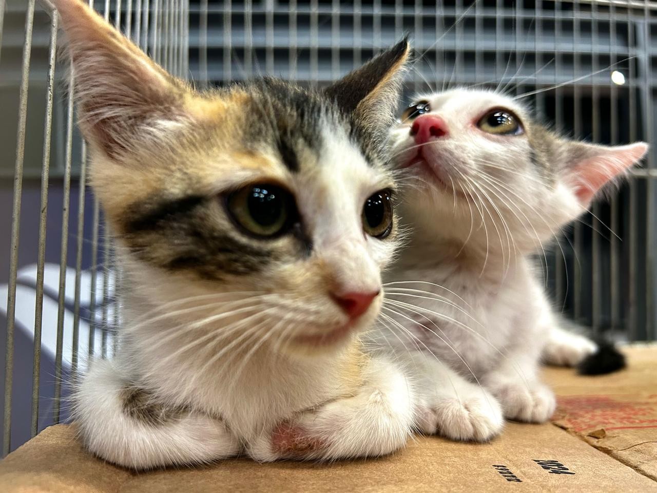 Campanha de adoção animal acontece em Aracaju neste fim de semana