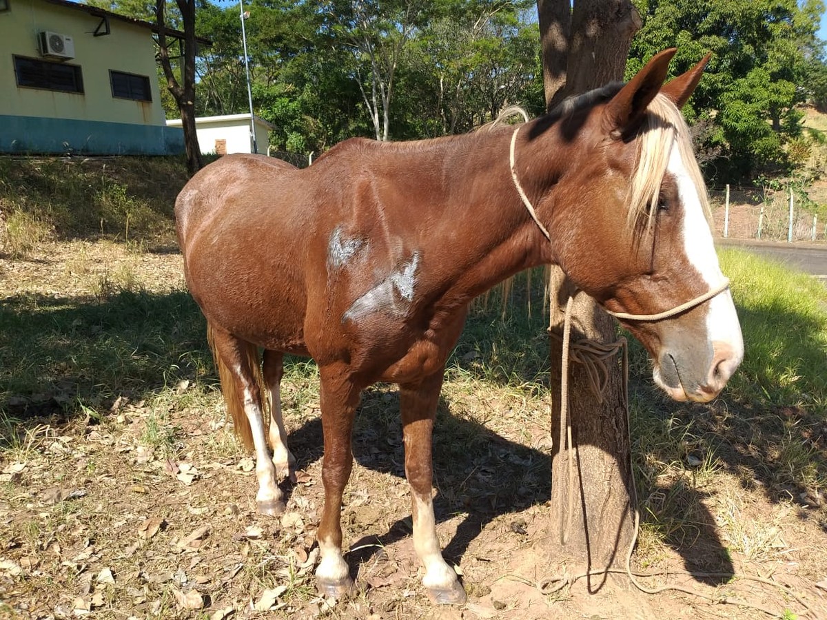 Cavalo cai de telhado e assusta família em Presidente Prudente - 06/05/2021  - Cotidiano - Folha