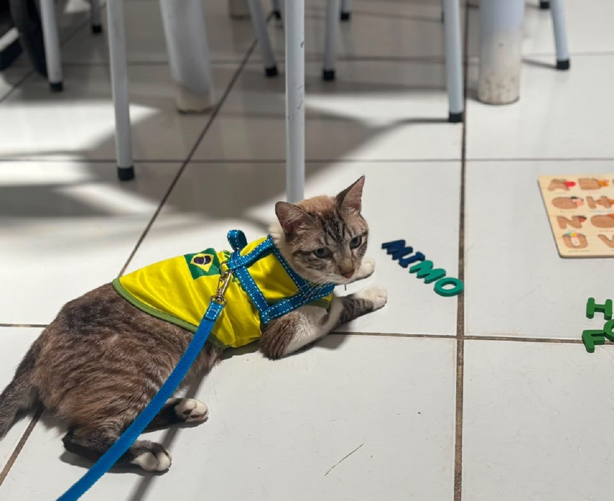 Gato desaparecido em Alagoas é encontrado a 600 km de distância no RN por causa de DDD na coleira