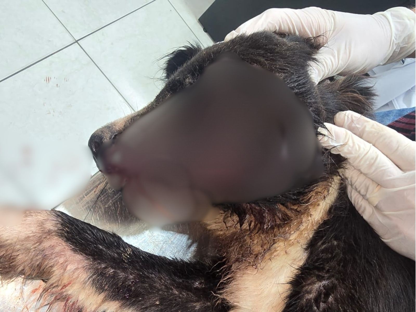 Denúncia expõe cachorro com graves ferimentos em canil de prefeitura no AC; Saúde apura caso