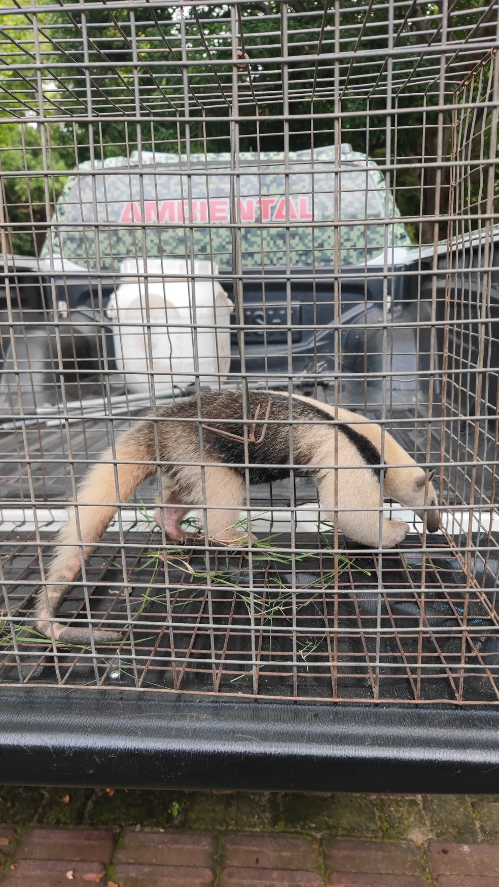 Tamanduá, mucura e jacaré: polícia ambiental resgata mais de 300 animais em menos de dois meses em Teresina — Foto: Reprodução