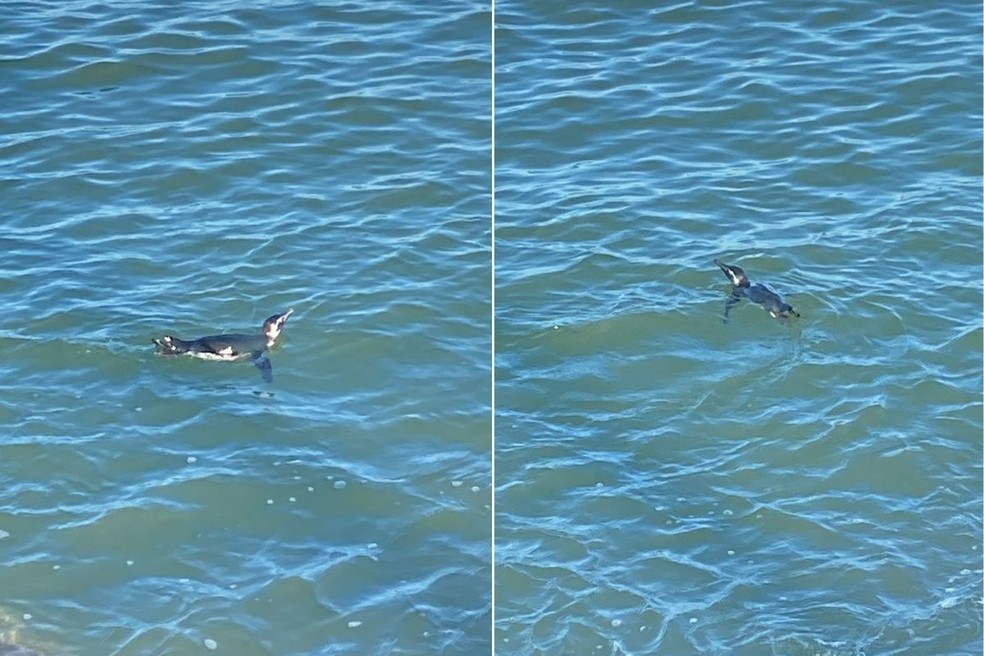 Pinguim costuma migrar da Patagônia para a costa brasileira nesta época do ano, segundo biólogos — Foto: Gabriela Feltrini