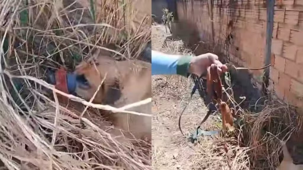 VÍDEO: Cachorro é encontrado morto depois de passar o dia amarrado e amordaçado sob calor de 32°C em MG