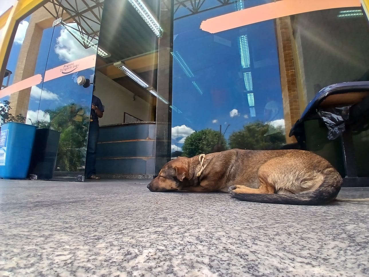 Homem é indiciado após abandonar cachorro em Barra Mansa 