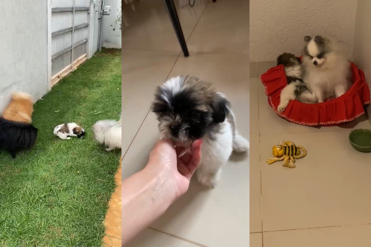 Shih-tzu agredida por influenciadora ganha nome e lar temporário com delegada de MS