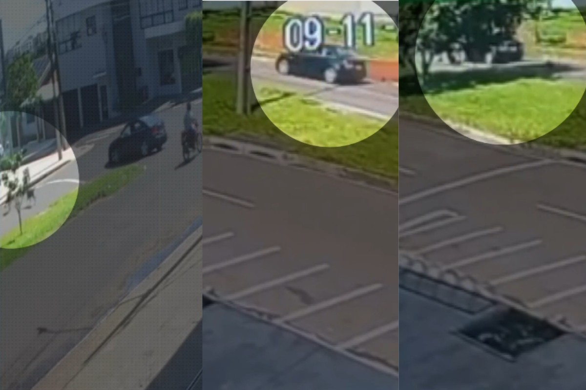 Homem atropela cachorra de propósito, a arrasta por 100 metros e foge, no Paraná