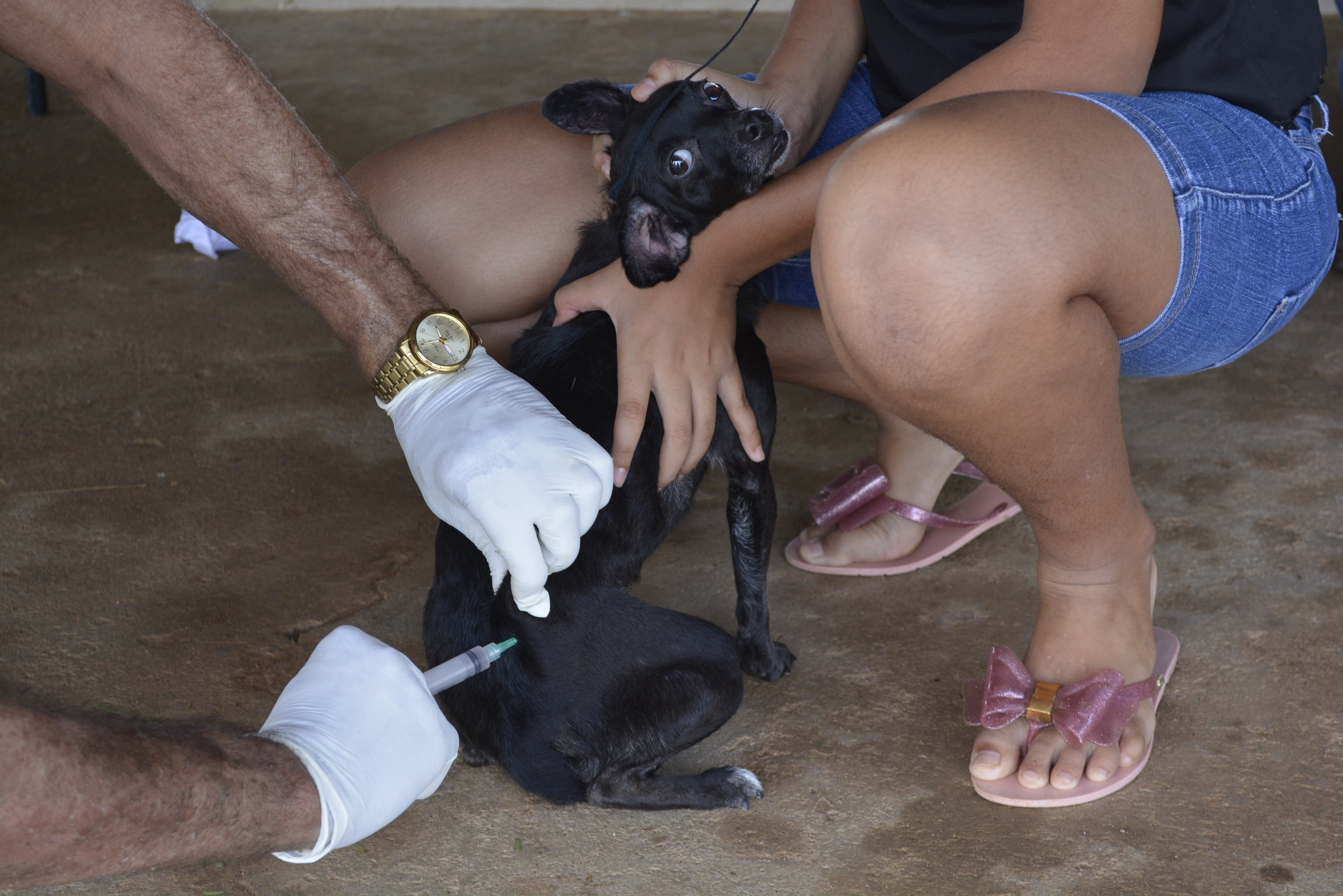 Vacinação antirrábica começa nesta terça em Saquarema