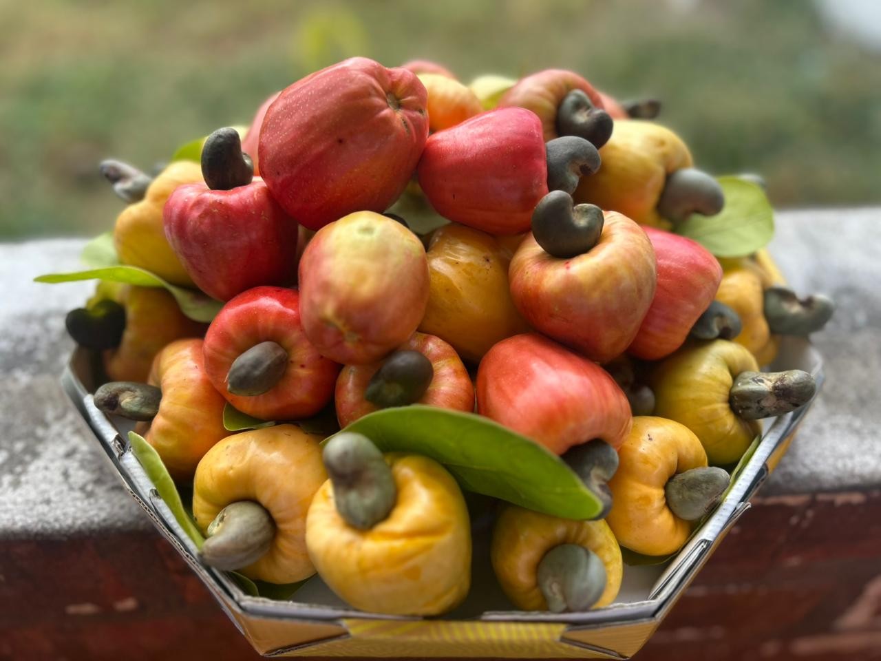 Chegada do verão amazônico marca temporada do caju e fruta toma ruas e lavrado de Roraima