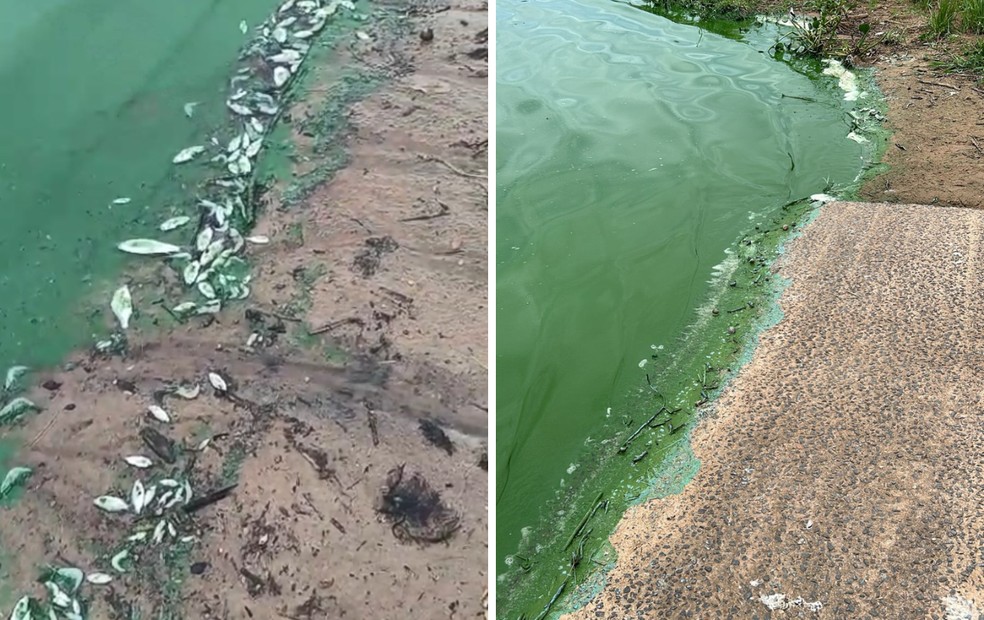 Vídeos enviados por moradores mostram Rio Tietê verde e peixes mortos em Novo Horizonte (SP) — Foto: Arquivo pessoal