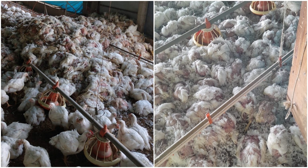 Quase 6 mil frangos morrem de calor após granja ficar sem energia elétrica em Boituva
